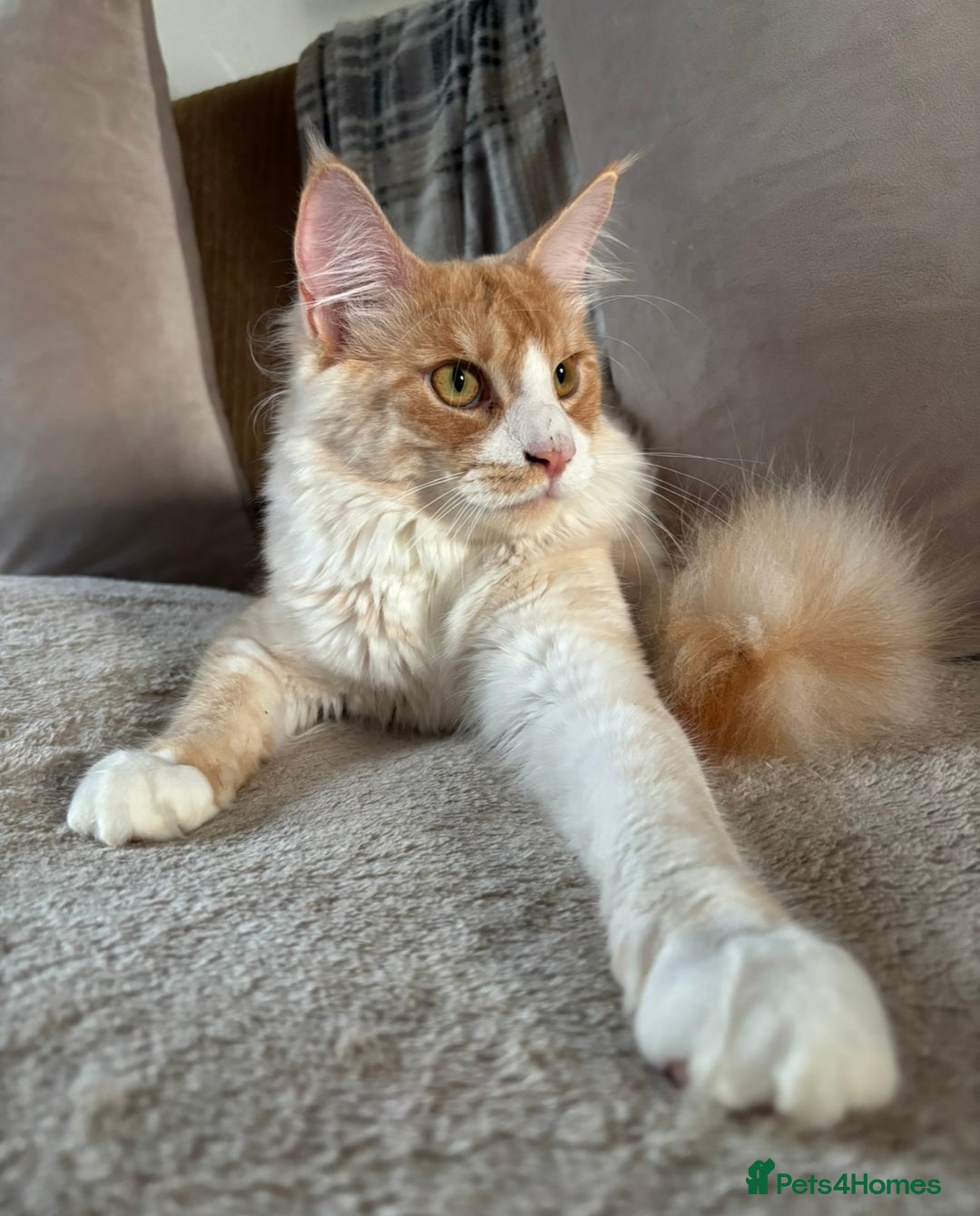 Maine Coon cats for sale: Stunning cream/white Maine coon boy  - Image 3