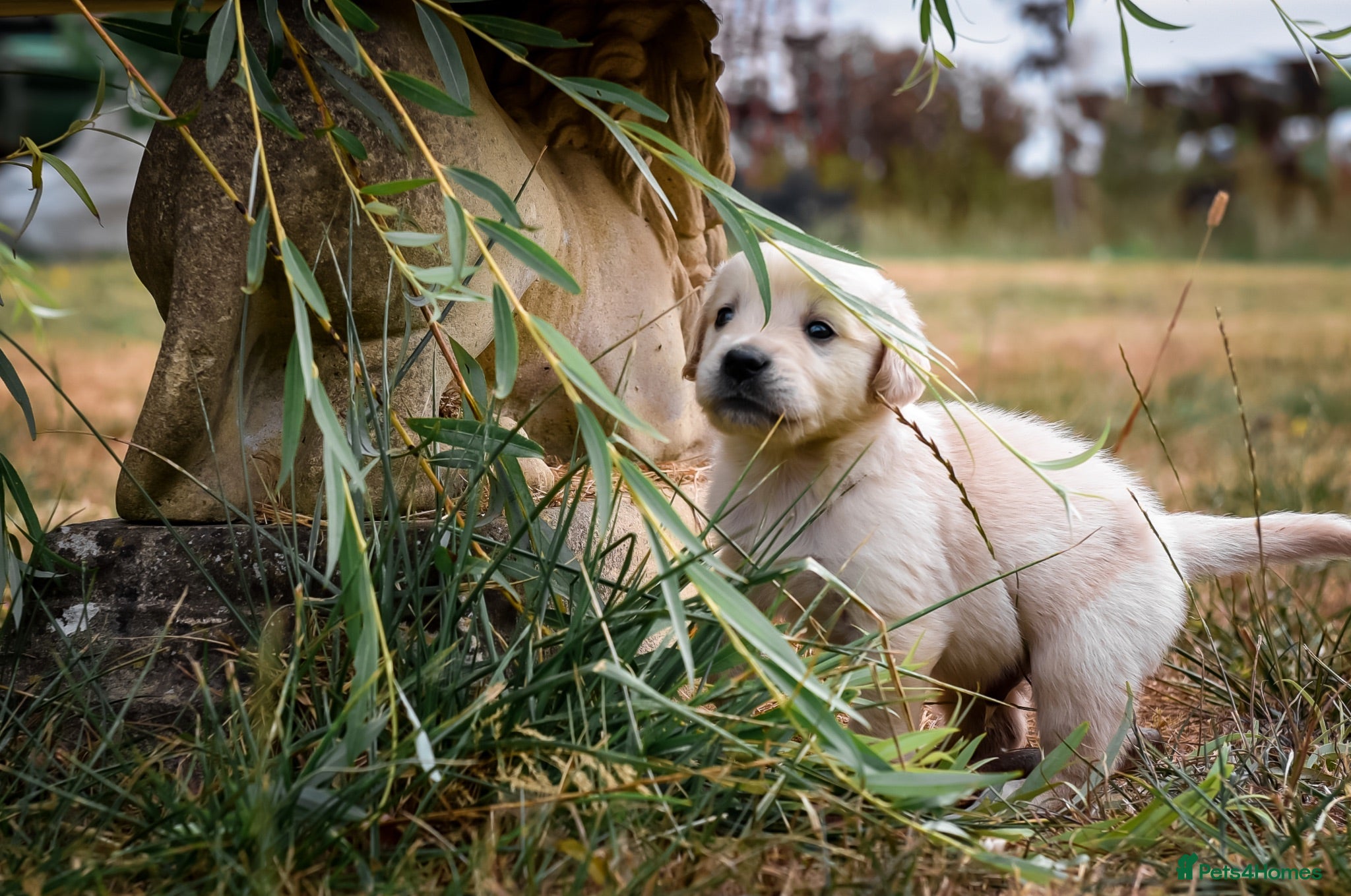 Golden Retriever dogs Beautiful Soft Gentle Golden Retrievers  - Advert 2