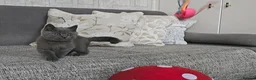 British Shorthair cats for sale: Blue British Shorthair kitten - Advert 5