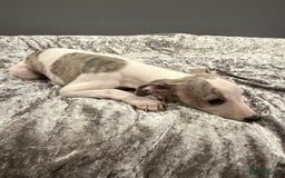 Whippet dogs for sale: ⭐️ LAST beautiful - KC Whippet pup. ⭐️ - Image 15