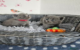 British Shorthair cats for sale: Gccf British Shorthair kittens  - Image 2