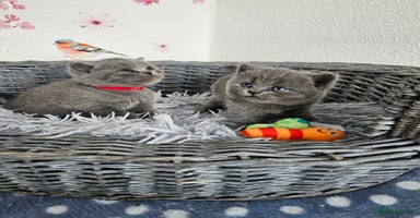 British Shorthair cats - Advert 11