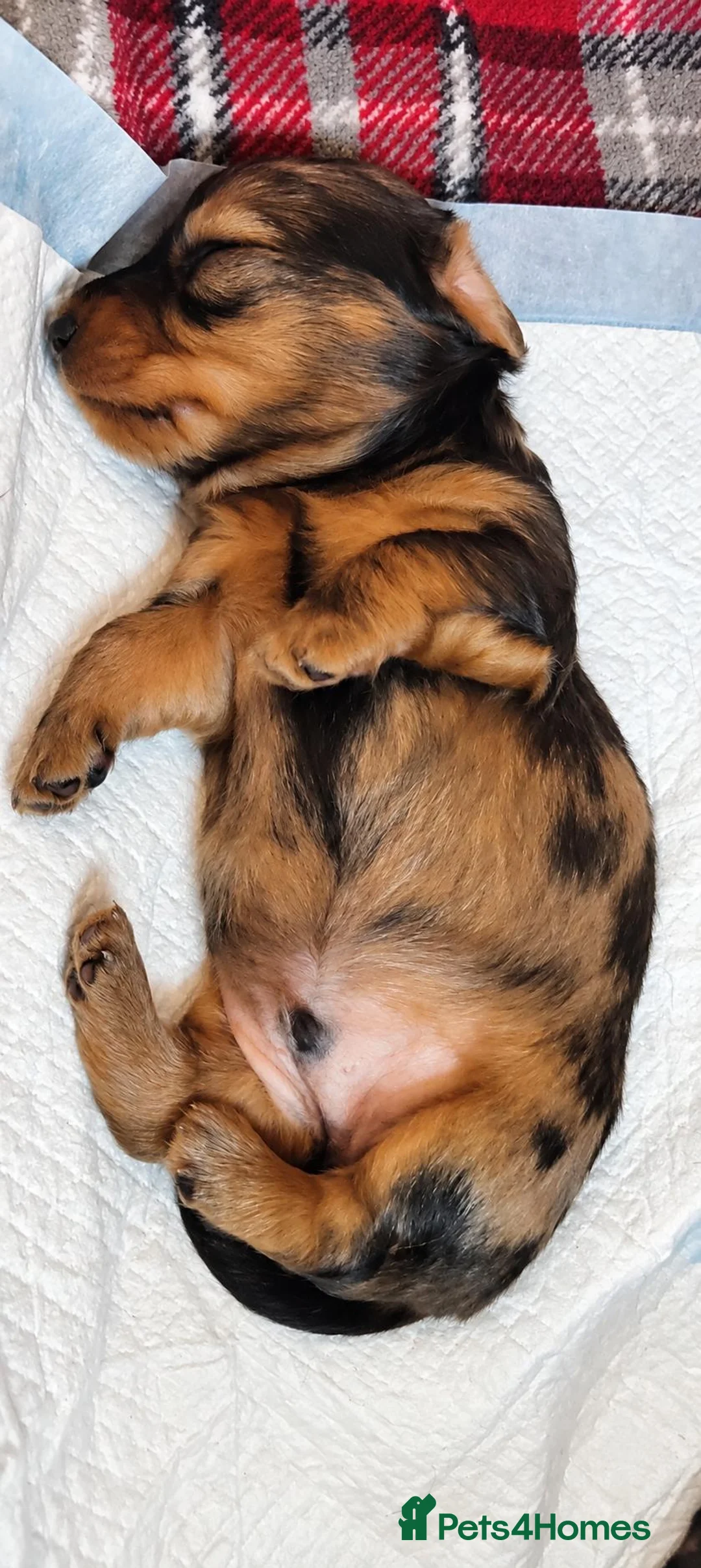 Miniature Dachshund dogs for sale: KC REGISTERED MINIATURE LONG HAIRED DACHSHUND BOYs - Advert 2