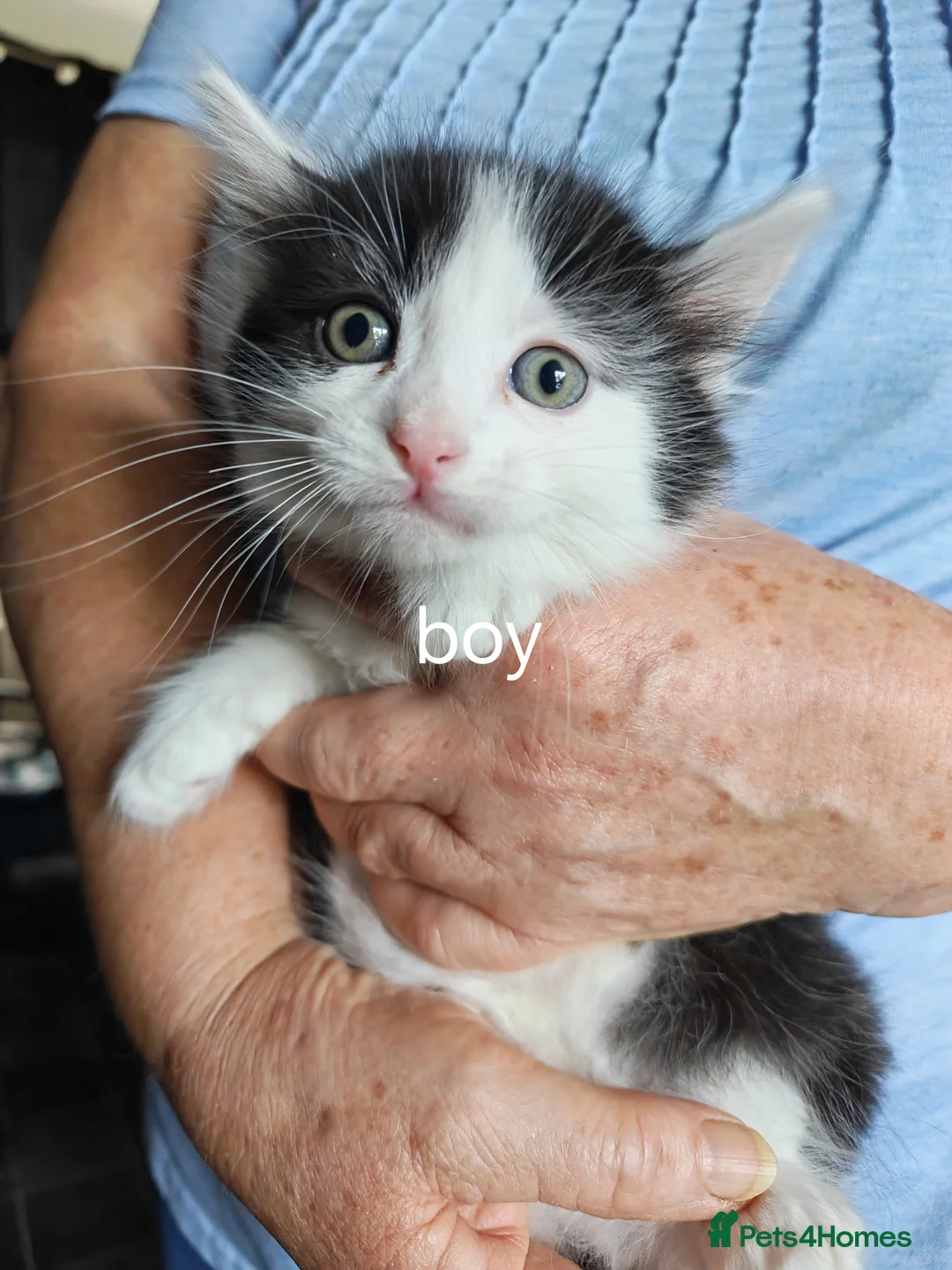 Mixed Breed cats for sale: Kittens for sale  in Boston - Advert 2