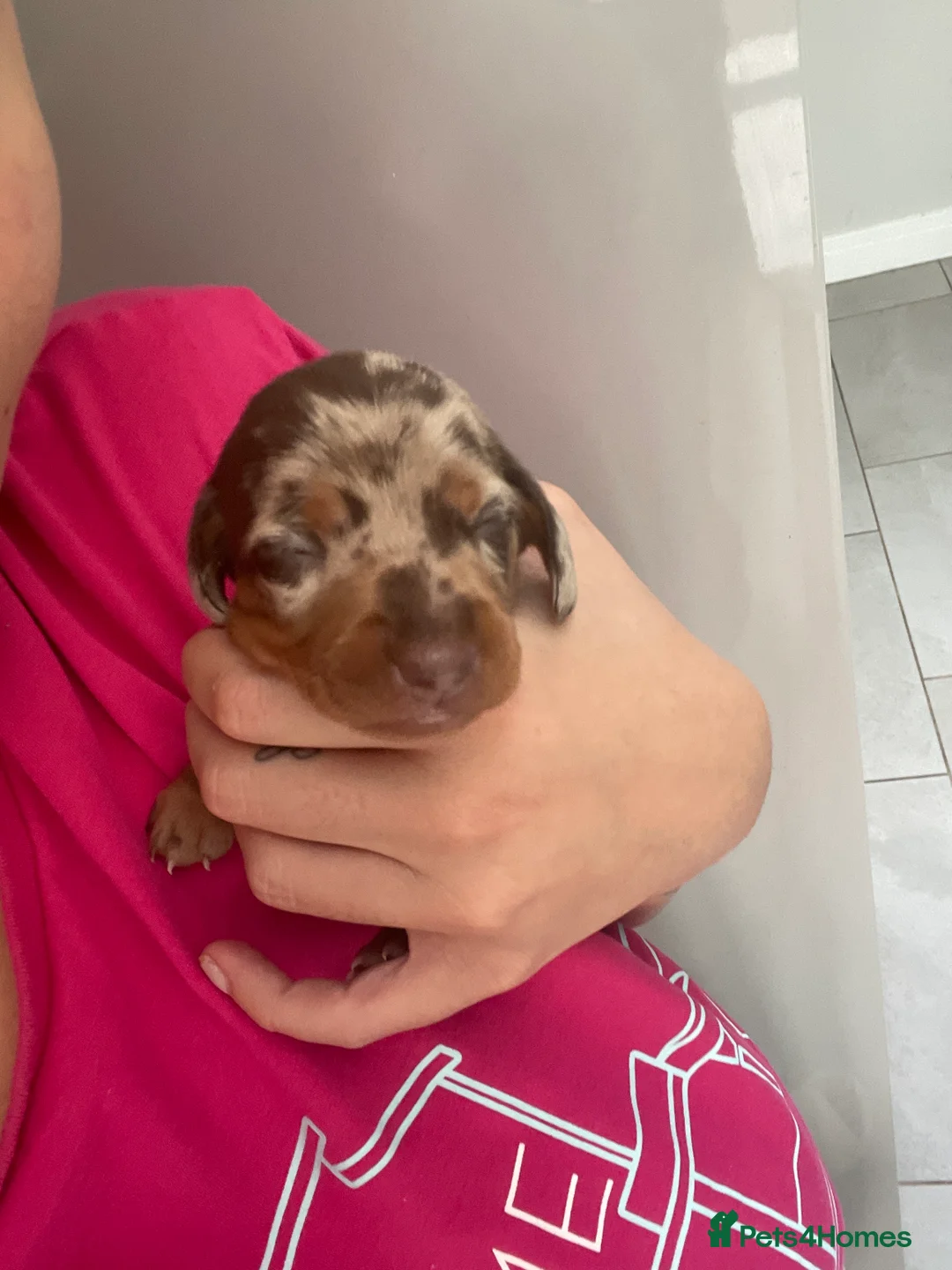 Miniature Dachshund dogs for sale: Beautiful miniature daschunds ready December!!  in Bedworth - Advert 2