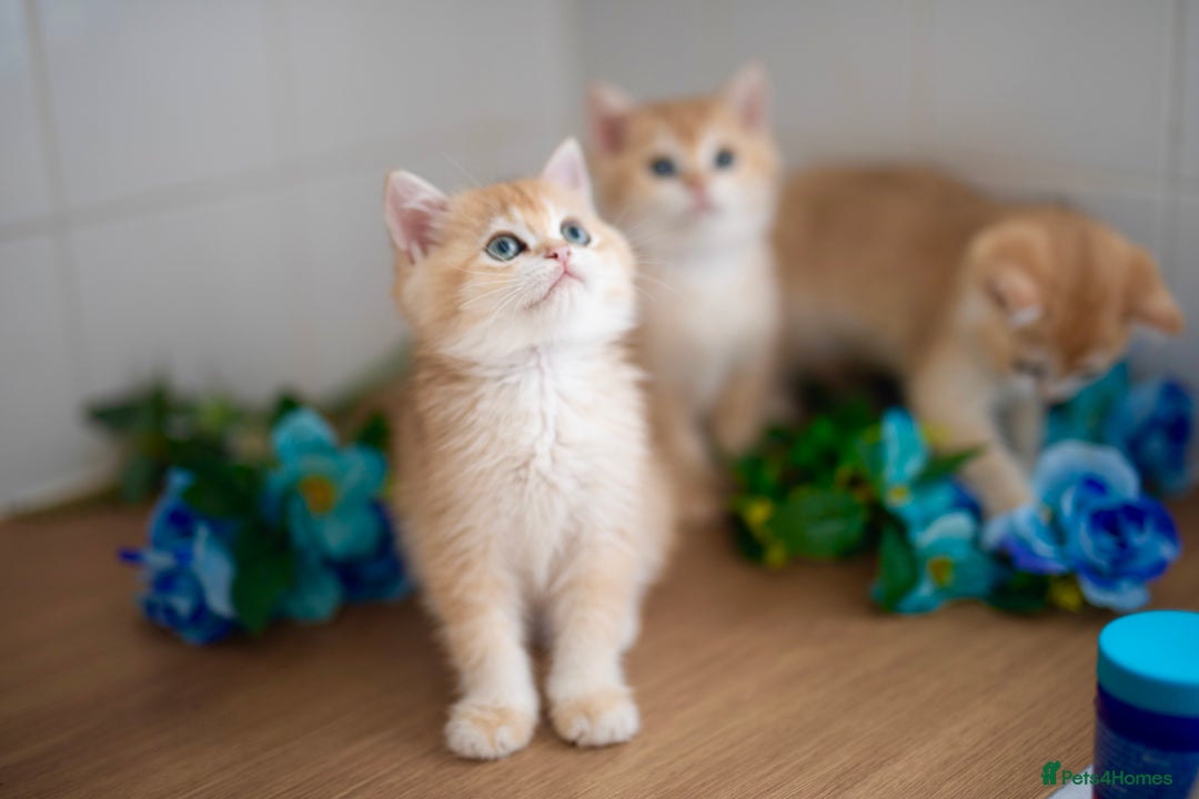 British Shorthair cats for sale: GOLDEN British Shorthair kittens and queen  in Manchester - Image 5