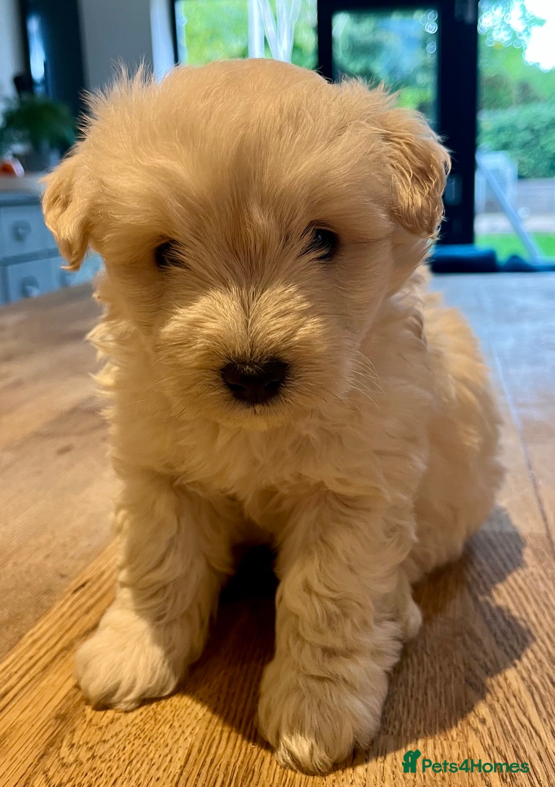 Mixed Breed dogs for sale: Gorgeous Westiepoo Puppies! - Image 1