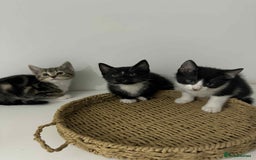 Mixed Breed cats for sale: Kittens for sale - Advert 1