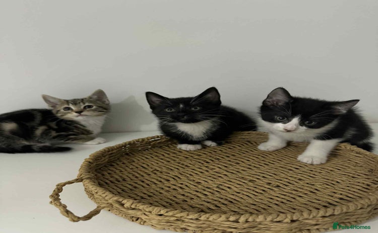 Mixed Breed cats Kittens for sale - Advert 6