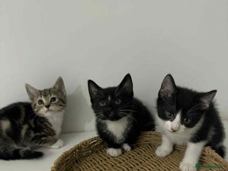 Mixed Breed cats for sale: Kittens for sale - Advert 1