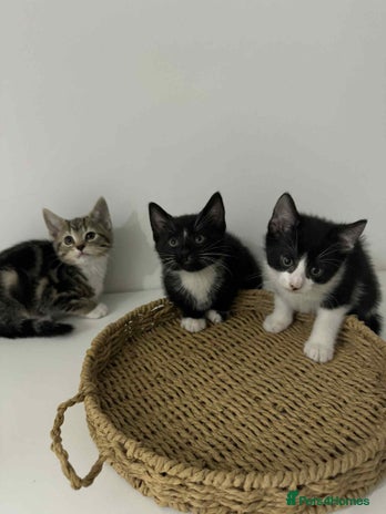 Mixed Breed cats Kittens for sale - Advert 2