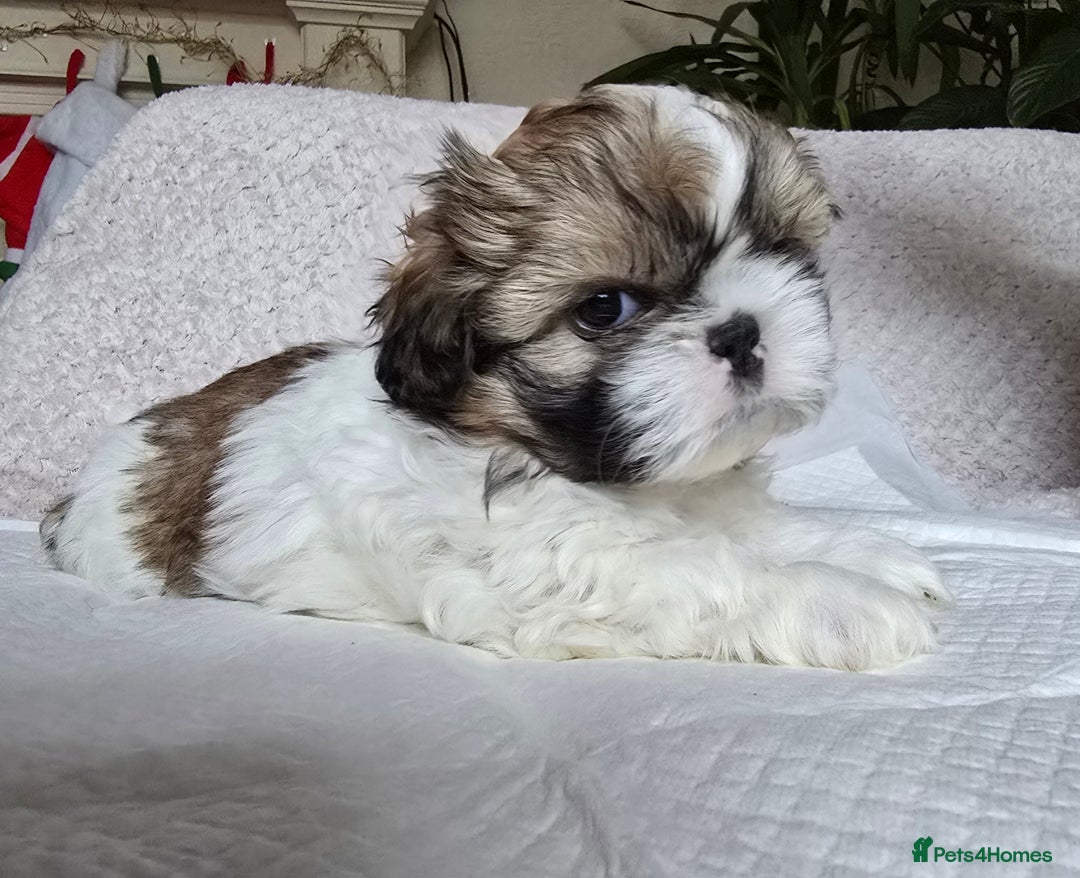 Shih Tzu dogs for sale: Two Shih Tzu female - Advert 17