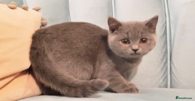 British Shorthair cats - Advert 4
