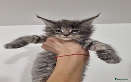 Maine Coon cats for sale: Purebred King Size Maine Coon kittens  - Image 15