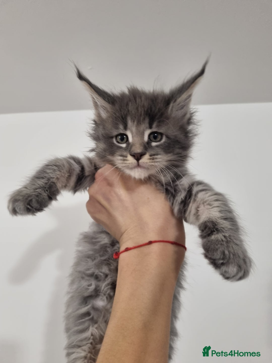 Maine Coon cats for sale: Purebred King Size Maine Coon kittens  - Image 15