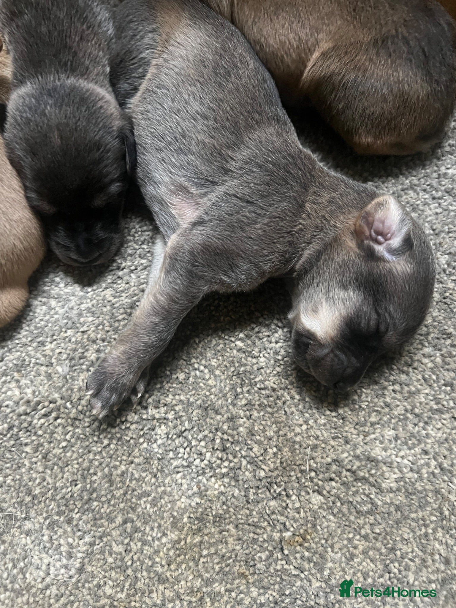 Mixed Breed dogs Lurcher cross Labrador puppies - Advert 14
