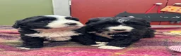 Bernedoodle dogs for sale: F1 Bernedoodle Puppies  - Advert 7