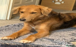 Mixed Breed dogs for adoption: Sweet Nathan Is looking for Love  - Image 9