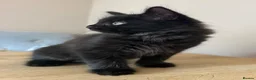 Maine Coon cats for sale: Gorgeous Maine Coon x Domestic long hair - Advert 13