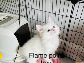 Ragdoll cats Beautiful ragdoll kittens - Advert 11