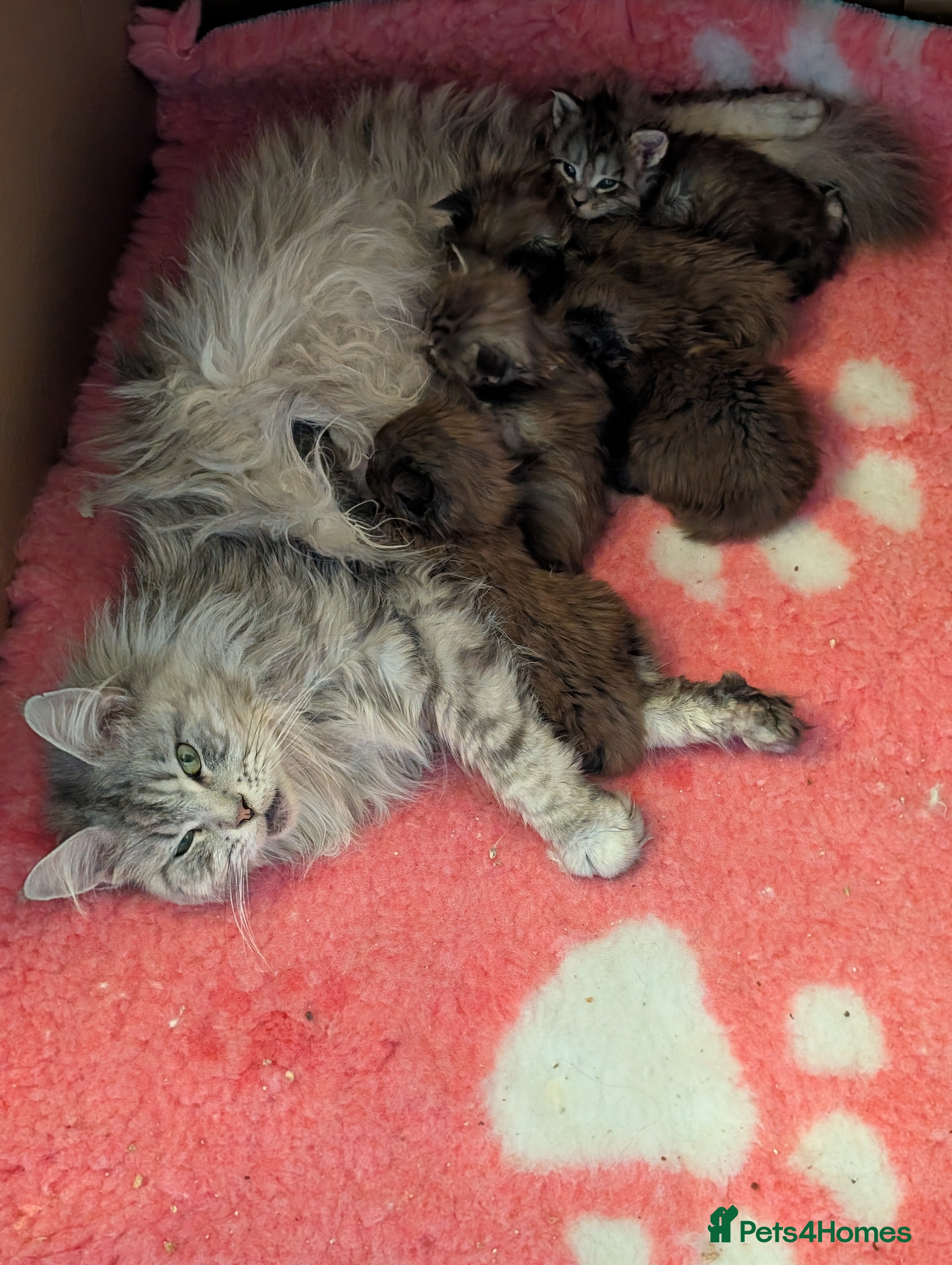 Maine Coon cats Gorgeous Registered Maine Coon Kittens  - Advert 2