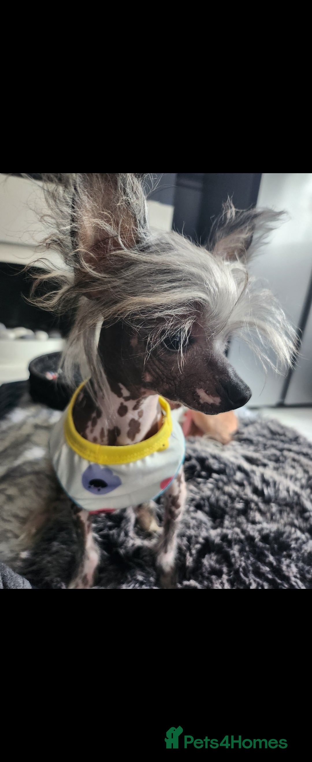Mixed Breed dogs for sale: Tiny hairless Chinese crested/chihuahua pup  - Image 21