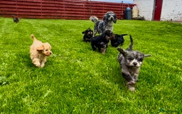 Cavapoo dogs for sale: Top Class Cavapoo pups double vaccinated! - Image 1
