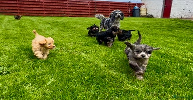 Cavapoo dogs - Advert 13