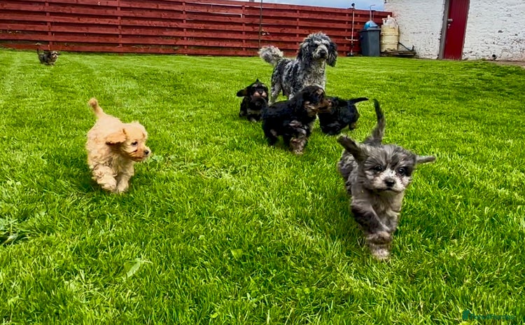 Cavapoo dogs - Advert 1