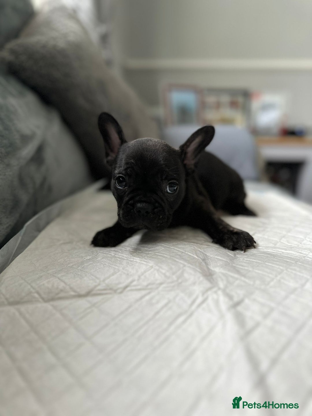 French Bulldog dogs for sale: French bulldog pups - Image 7