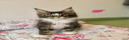 Maine Coon cats for sale: Full Maine Coon Kittens - Advert 22