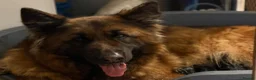 German Shepherd dogs for sale: PGS long coat puppy ready to move at a new home - Advert 14