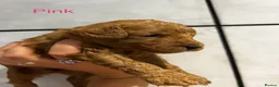 Double Doodle dogs for sale: Rare Australian Double Doodle Puppies - Advert 12