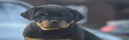 Rottweiler dogs for sale: Champion Line Rottweiler Pups for loving homes - Advert 16