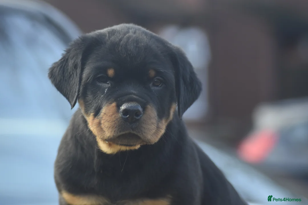 Rottweiler dogs for sale: Champion Line Rottweiler Pups for loving homes - Advert 16