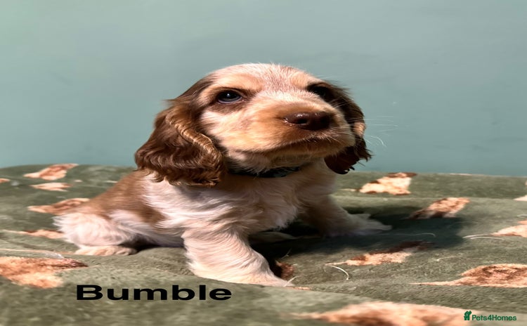 Cocker Spaniel dogs - Advert 5