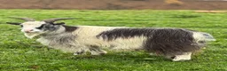 Goats livestock for sale: Two Pygmy goats seeking a new home in Denny - Advert 8