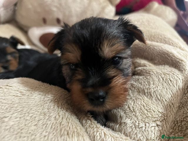 Yorkshire Terrier dogs YORKSHIRE TERRIER K C REGISTERED PUPS - Advert 17