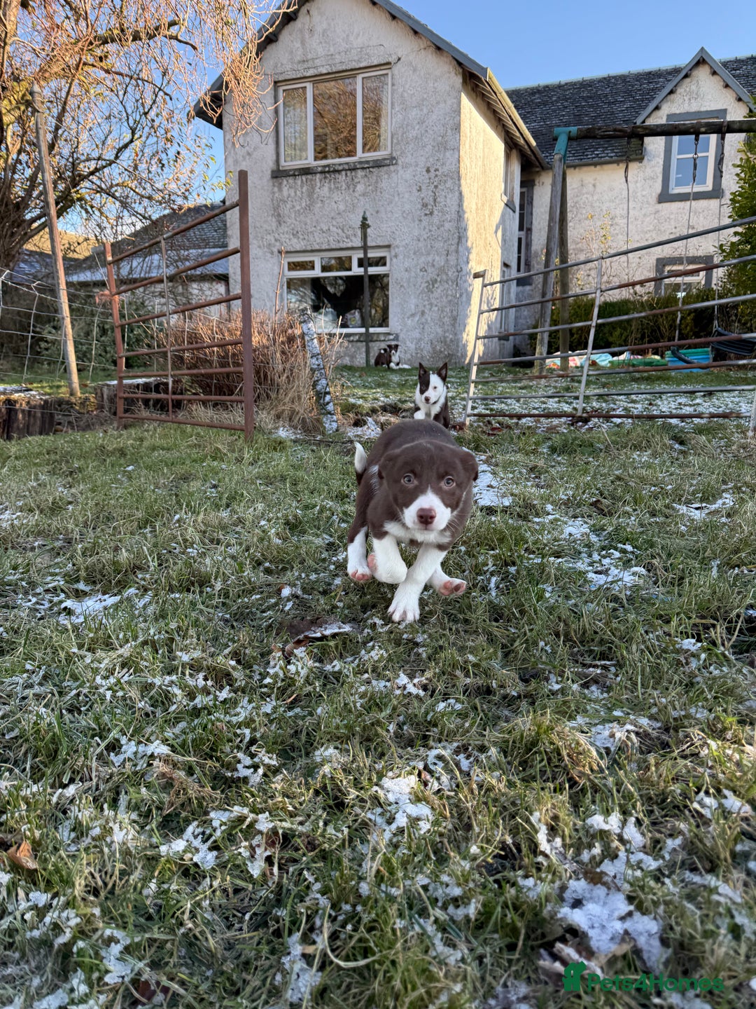 Border Collie dogs for sale: Red & White Border Collie Puppies - Advert 8