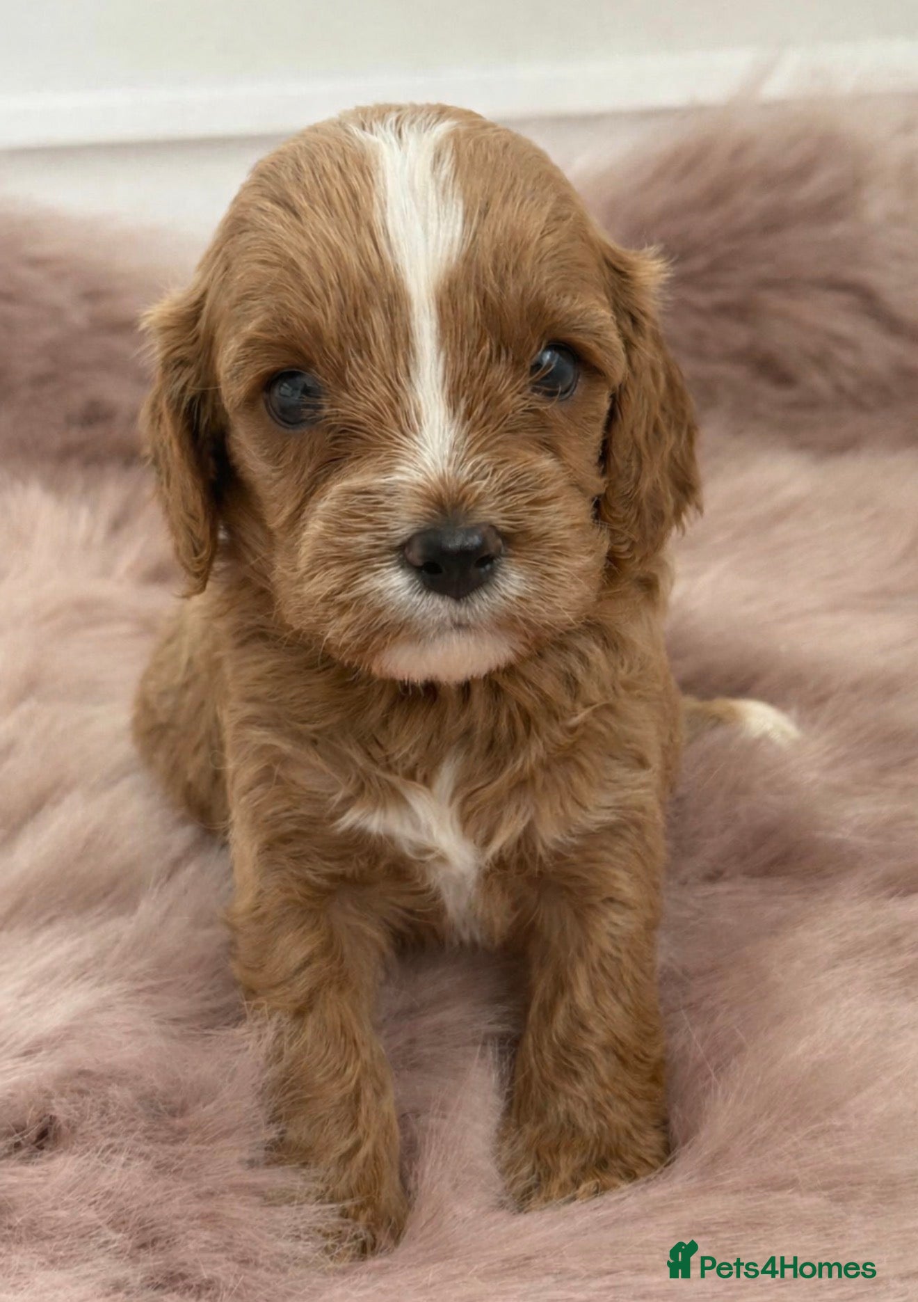 Cavapoo dogs F1 Cavapoo’s From Health Tested Parents 🧬 - Advert 2