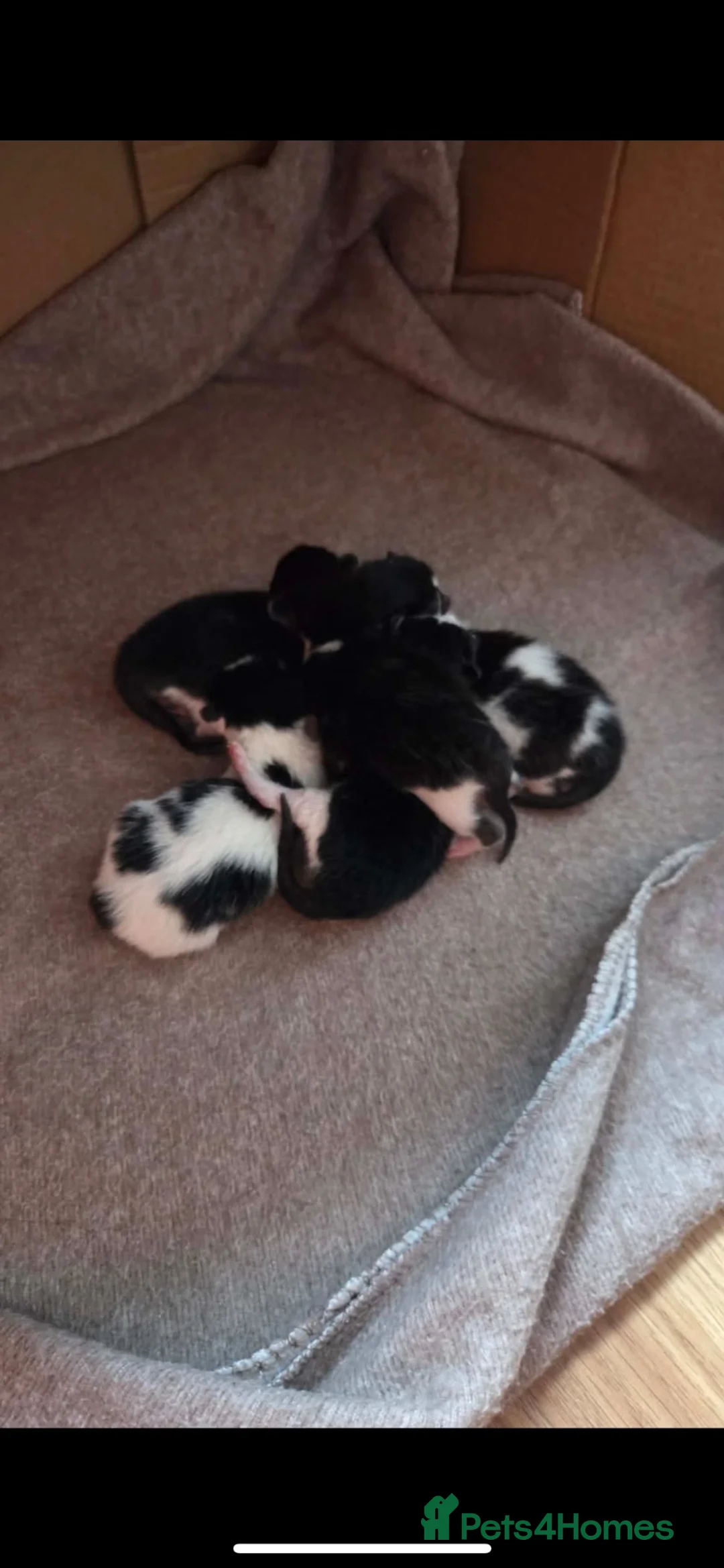 Mixed Breed cats for sale: Last female kitten in Ripley - Advert 2