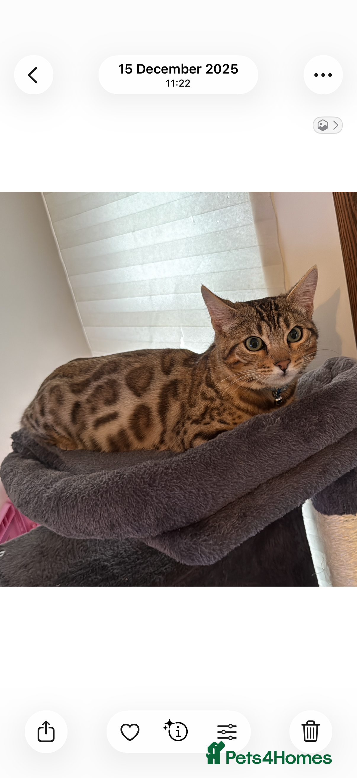 Bengal cats Beautiful Bengal Girl  - Advert 7