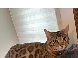 Bengal cats Beautiful Bengal Girl - Advert 7