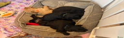 Australian Labradoodle dogs for sale: Multigenerational Australian labradoodles  - Advert 24