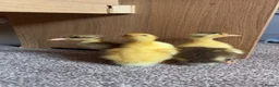 Ducks poultry for sale: Alsebury/Runner ducklings in Leicester - Advert 2