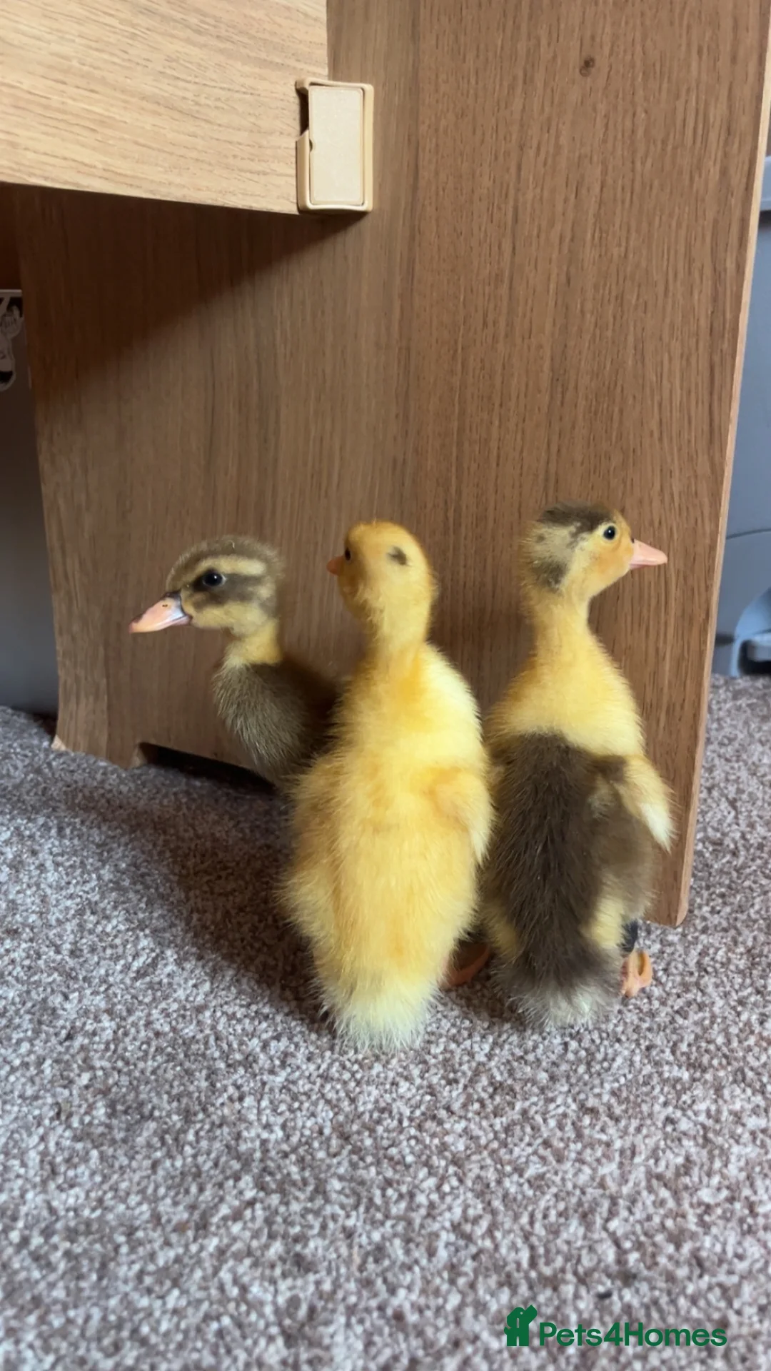 Ducks poultry for sale: Alsebury/Runner ducklings in Leicester - Advert 2