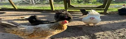 Chickens poultry for sale: 8 small Bantam Hen's available  in Preston - Advert 10