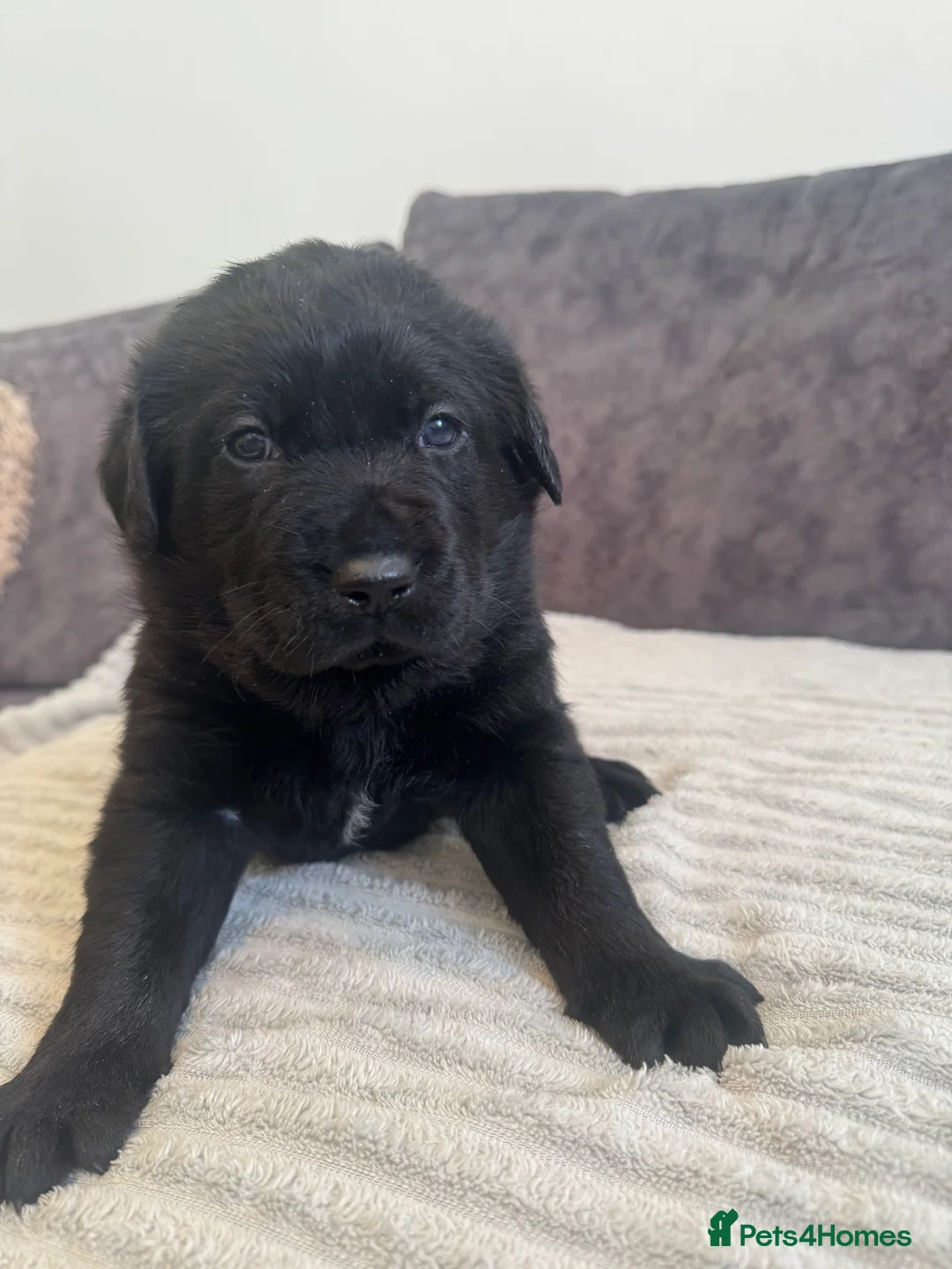 Labrador Retriever dogs for sale: KC Registered Black Chunky Labradors  - Advert 9