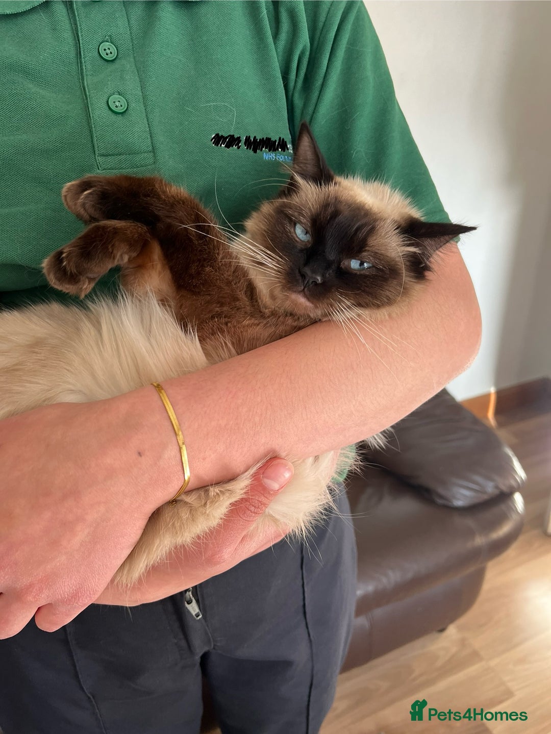 Ragdoll cats for sale: Beautiful rag doll cat - Image 3