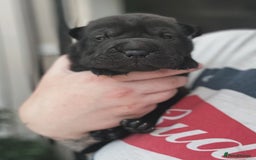 Shar Pei dogs for sale: REDUCED*READYNOW Beautiful bear/brush shar peis  - Image 25